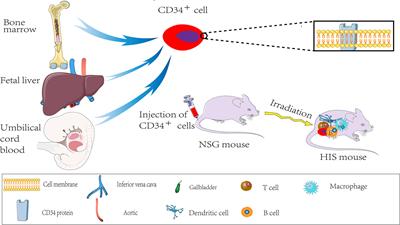 Application status and future prospects of the PDX model in lung cancer